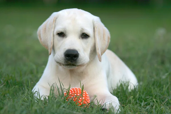 Labrador puppy playing with a ball — Stock Photo, Image