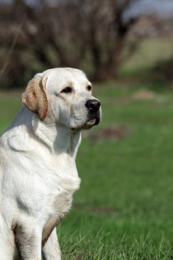 parkta sarı labrador