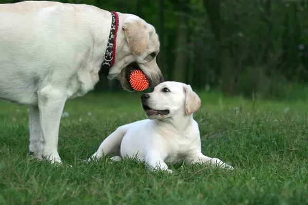 iki Labrador'un bir portakal topla oynamayı