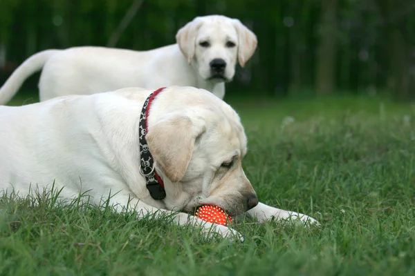 Two labradors playing with a ball — Stock Photo, Image