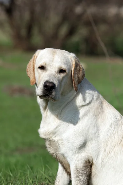 Een gele labrador in het park. Portret — Stockfoto
