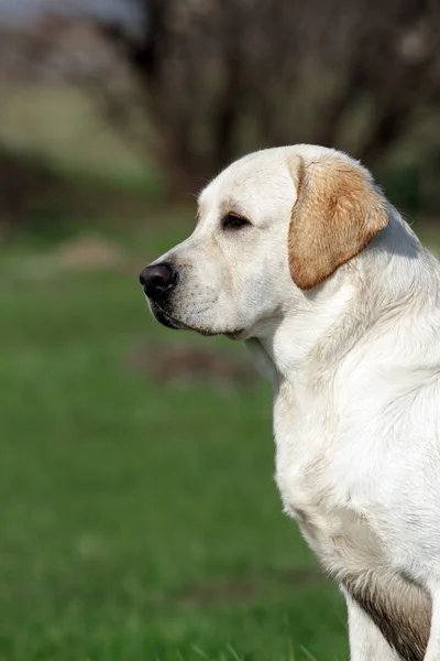 Ein gelber Labrador im Park. Profil — Stockfoto