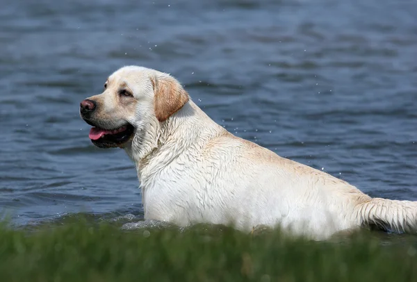 Gele labrador op het meer — Stockfoto