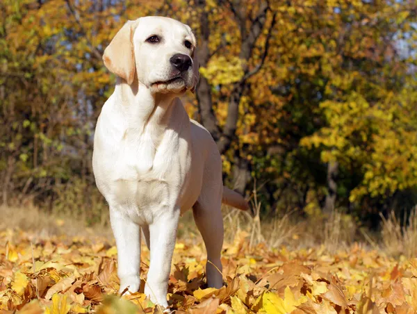Cachorro labrador amarillo en otoño Fotos de stock libres de derechos