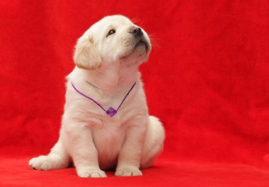 mutlu sarı labrador yavrusu