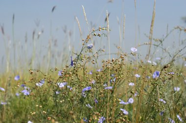 Blue flower field under a blue sky clipart