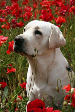 haşhaş alanında genç sarı labrador