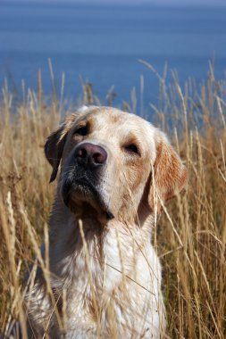 Alandaki sarı labrador