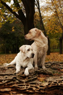 iki sarı Labrador'un sonbahar Park