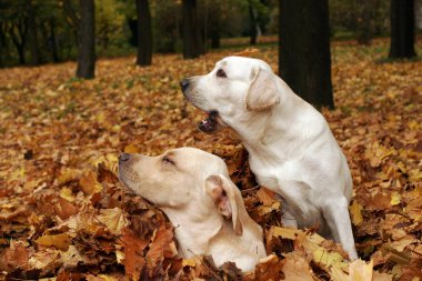 iki sarı Labrador'un parkta güz yaprakları