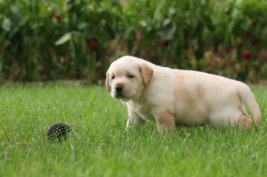 Labrador yavrusu bir top ile çim