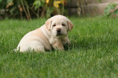 Labrador köpek çim