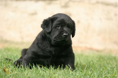 çim Siyah labrador yavrusu