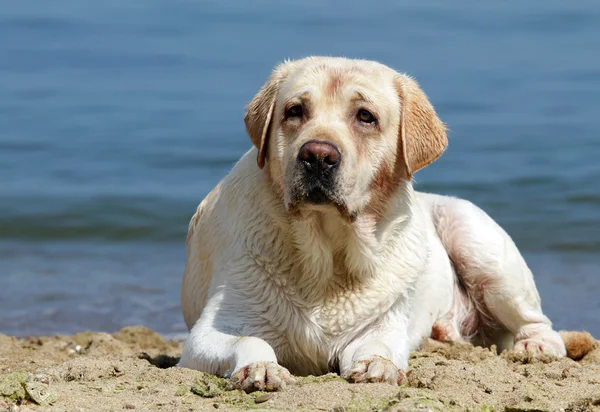 Labrador amarelo deitado na praia — Fotografia de Stock