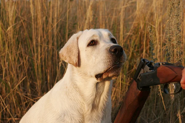 Ein jagender gelber Labrador — Stockfoto
