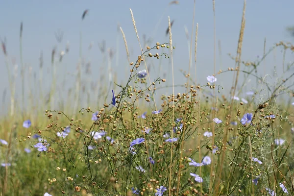 stock image Blue flower field under a blue sky