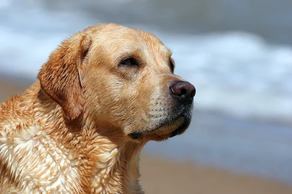 Yellow labrador na plaży z bliska — Zdjęcie stockowe