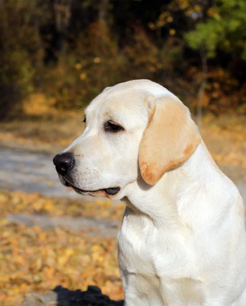 Cachorro labrador amarillo en parque de otoño —  Fotos de Stock