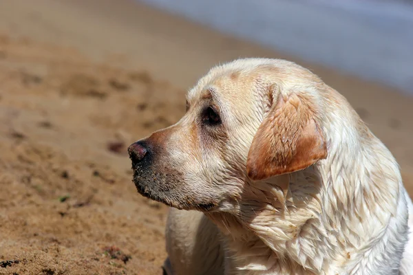 Ένα κίτρινο labrador στην παραλία από κοντά — Φωτογραφία Αρχείου