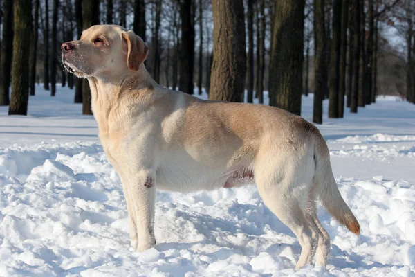 Yellow labrador in winter park — Stock Photo, Image