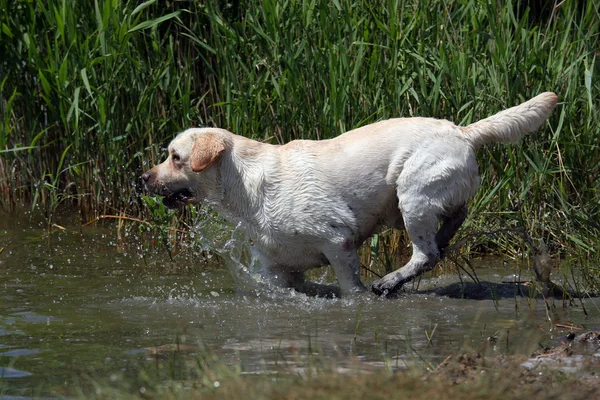 Een gele labrador in de rivier — Stockfoto