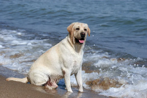 Een gele labrador in het strand — Stockfoto
