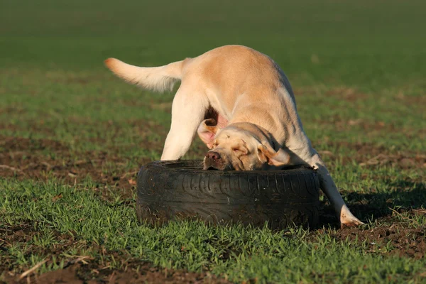A yellow labrador playing in the field — Stock Photo, Image