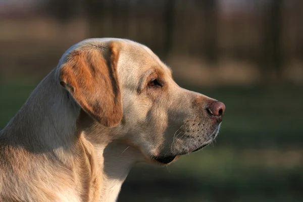 Een gele labrador in het veld — Stockfoto