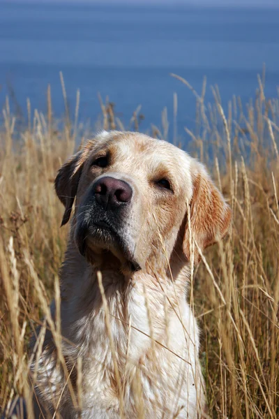 Een gele labrador in veld — Stockfoto