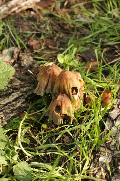 Cogumelos Coprinus micaceus de perto — Fotografia de Stock