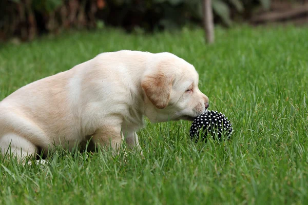 Labrador puppy with a ball — Stock Photo, Image