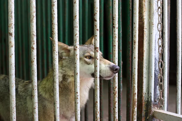 在笼子里的狼 — 图库照片