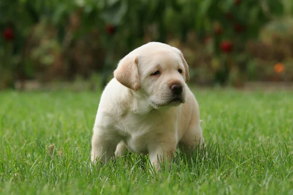 Labrador puppy in het gras — Stockfoto