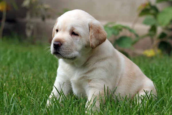 Labrador puppy zitten in het gras — Stockfoto