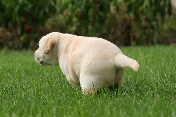 Labrador cachorro correndo na grama — Fotografia de Stock