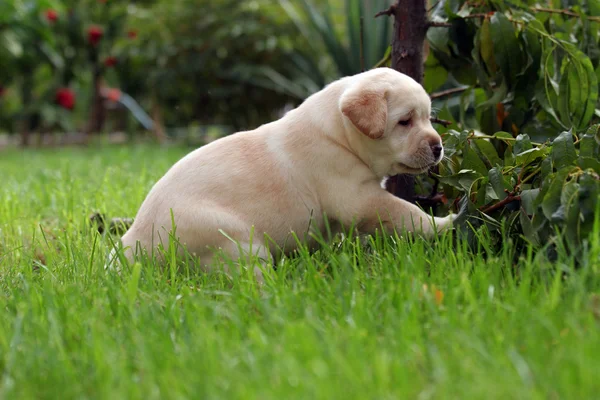 Cãozinho Labrador brincando na grama — Fotografia de Stock