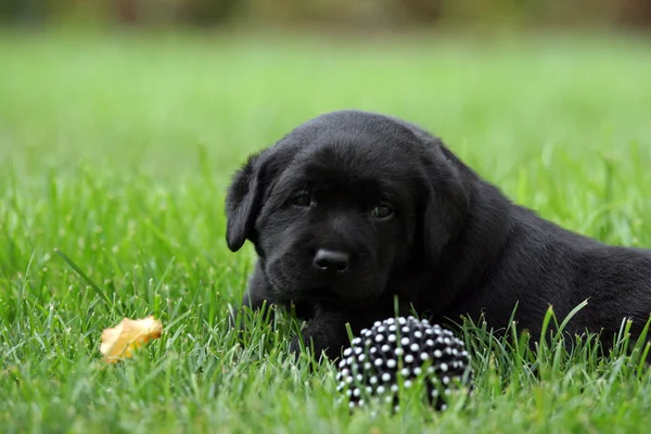 Labrador puppy on the grass with a black ball — Stock Photo, Image