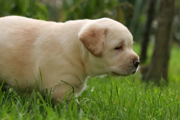 Cãozinho Labrador na grama — Fotografia de Stock