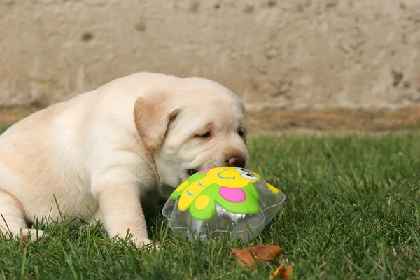 Labrador puppy in the grass with a colour ball — Stock Photo, Image