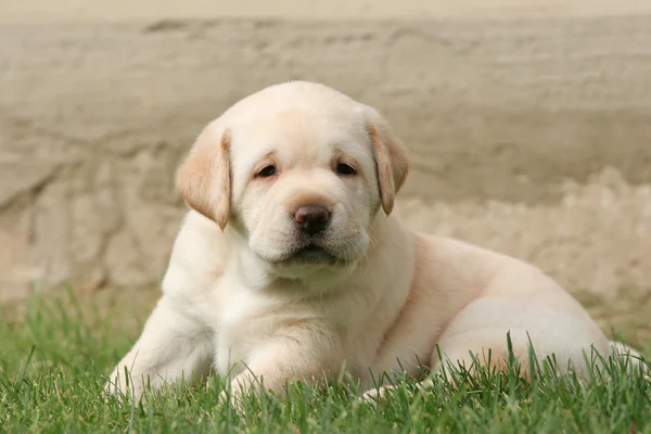 Labrador puppy in het gras close-up — Stockfoto