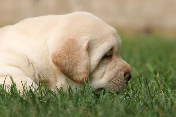 Cachorrinho Labrador na grama no perfil — Fotografia de Stock