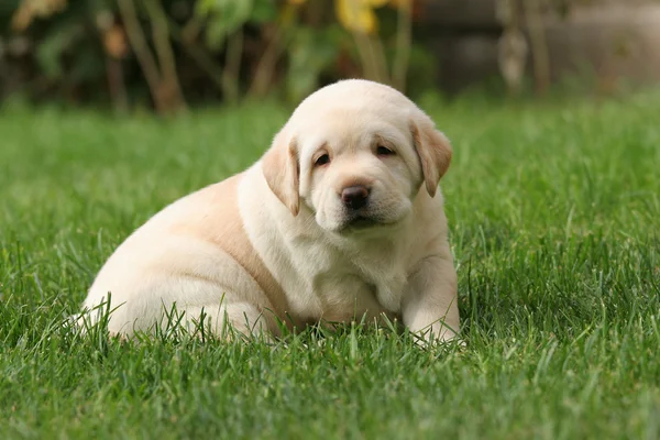 Labrador köpek çim — Stok fotoğraf