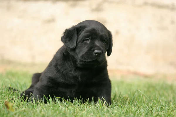 Schwarzer Labrador-Welpe im Gras — Stockfoto