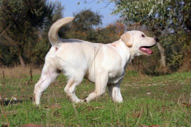 parkta sarı labrador yavrusu