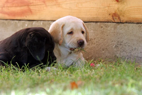 Two labrador puppies in the grass — Stock Photo, Image