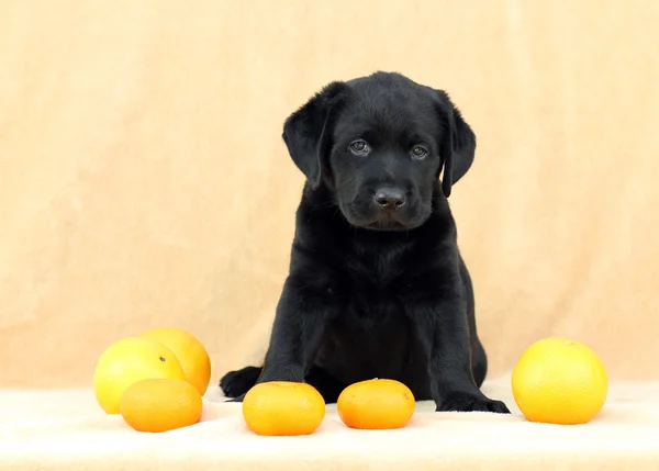 Labrador Welpe mit Früchten — Stockfoto
