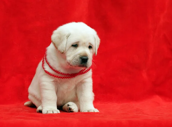 Lovely yellow labrador puppy — Stock Photo, Image
