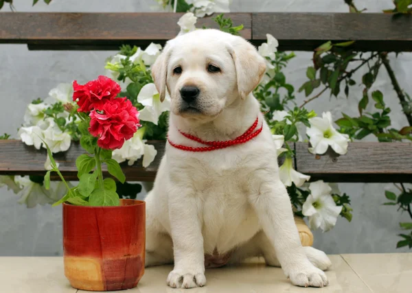 ラブラドール子犬白と赤の花を持つ — ストック写真