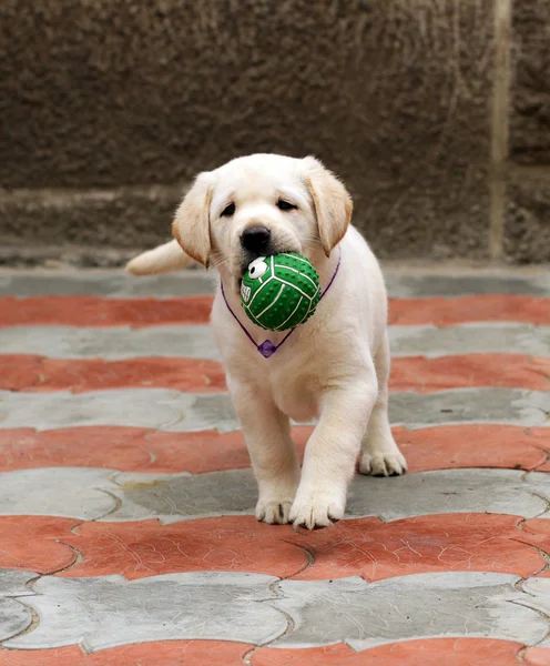 Labrador puppy running with a ball — Stock Photo, Image