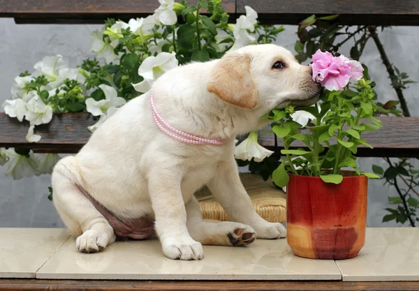 Λαμπραντόρ κουτάβι με ροζ λουλούδια — Φωτογραφία Αρχείου